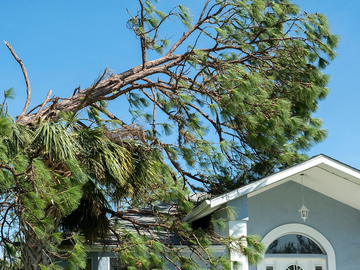 A large fallen tree resting on the roof of a damaged single-family home after a storm.